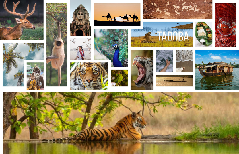 Tadoba - 3N
